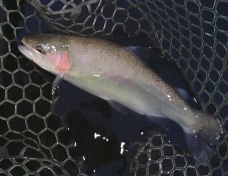 釣り初め ～大安トラウトレイク～